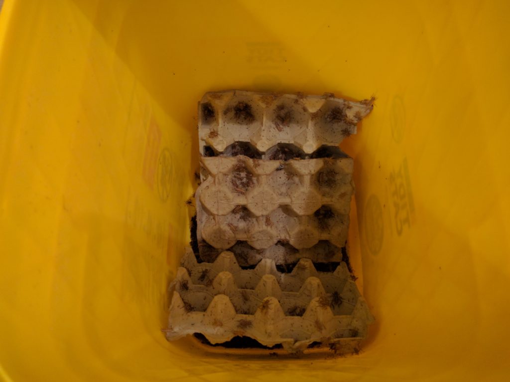 Adult crickets crawling on egg cartons in a yellow tidy cat litter tub.