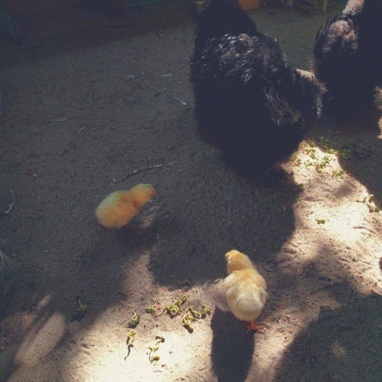 Hatching Trader Joe’s Fertile Eggs and Grocery Store Quail Road Less