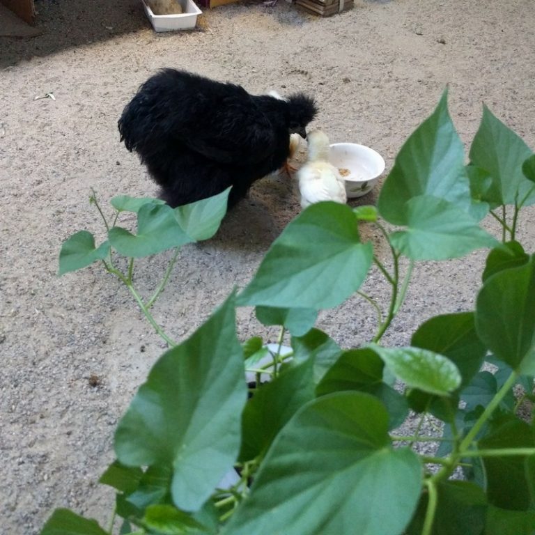 Hatching Trader Joe’s Fertile Eggs and Grocery Store Quail Road Less