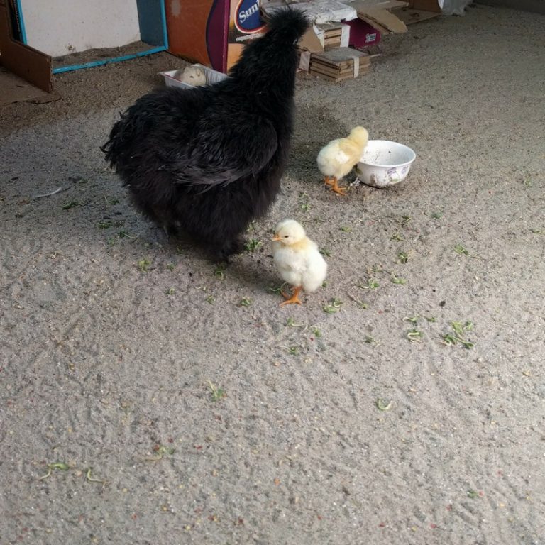 Hatching Trader Joe’s Fertile Eggs and Grocery Store Quail Road Less