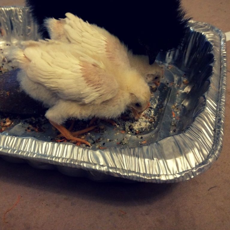 Hatching Trader Joe’s Fertile Eggs and Grocery Store Quail Road Less